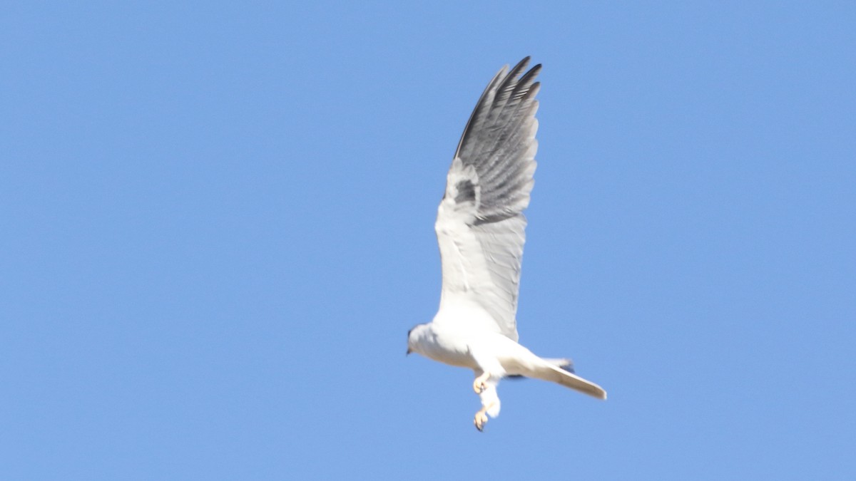 White-tailed Kite - ML81302581