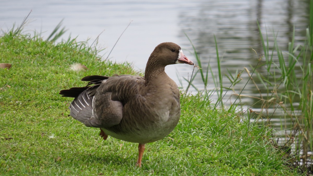 Greater White-fronted Goose - ML81302781