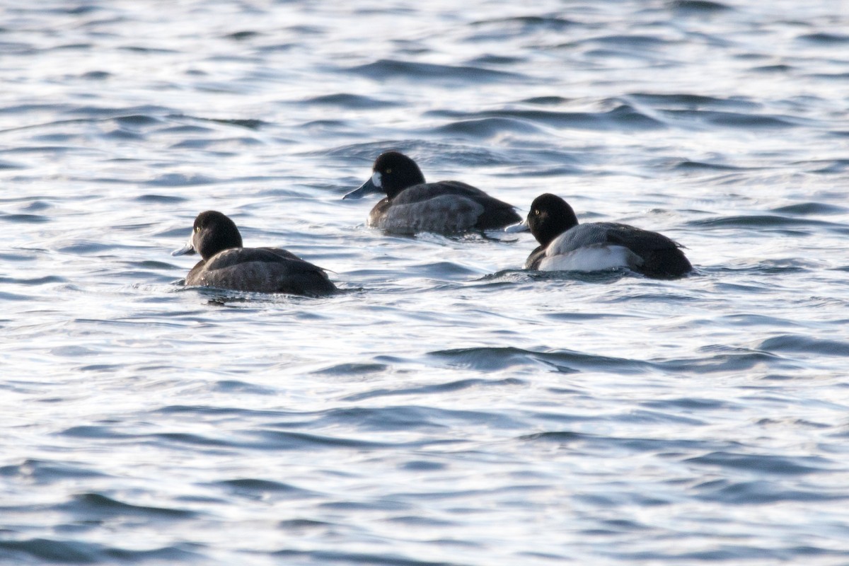 Greater Scaup - ML81303011