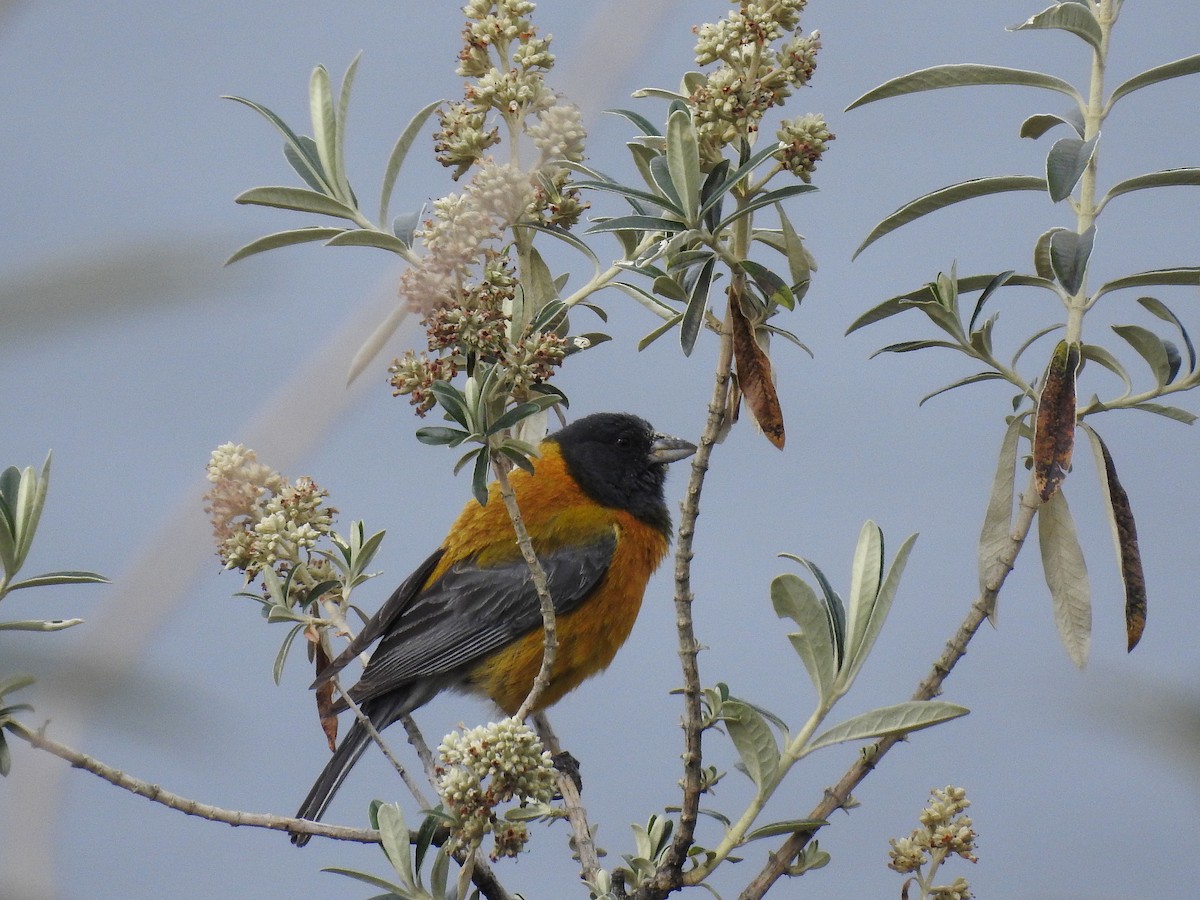 Peruvian Sierra Finch - ML81303541