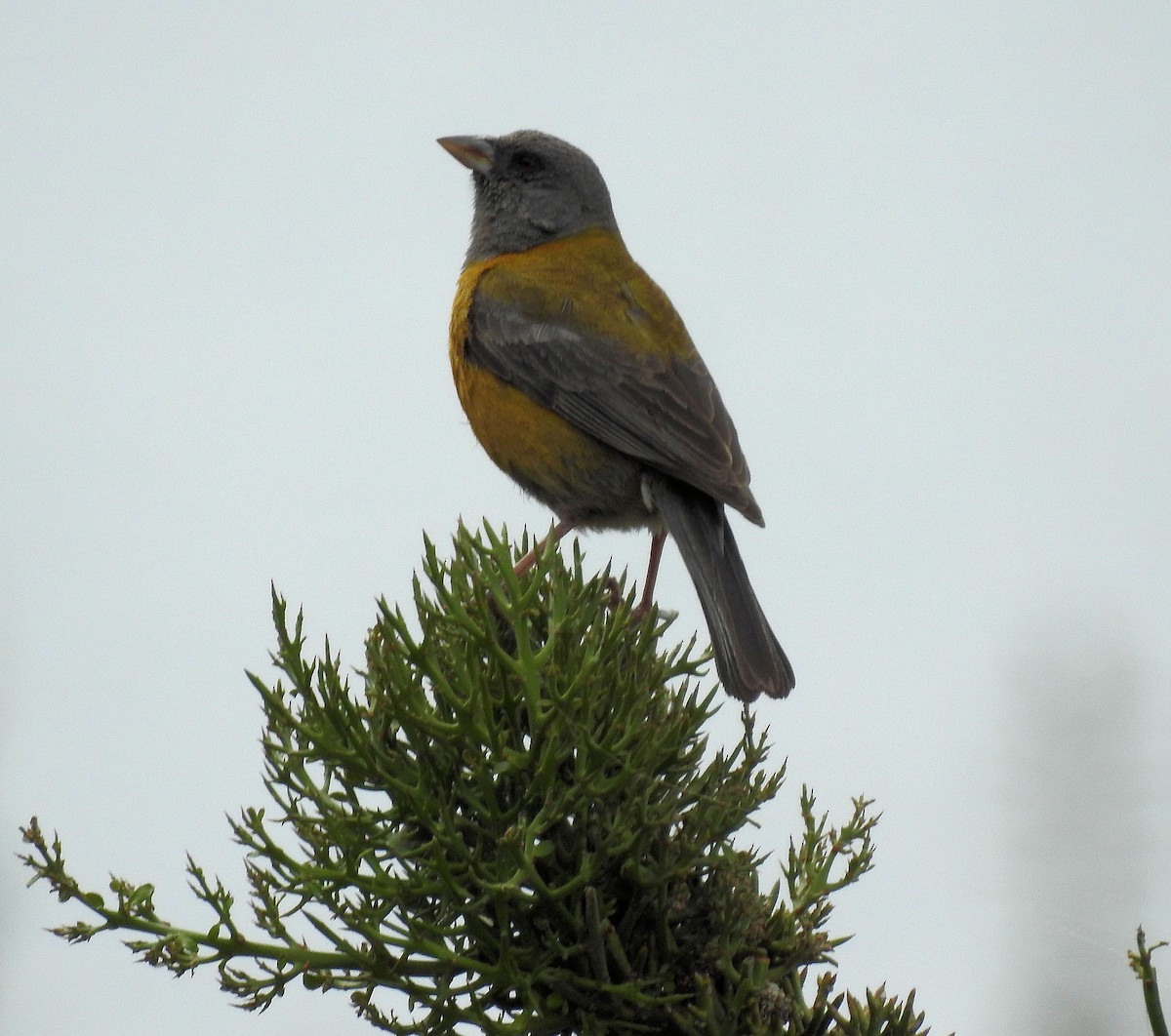 Peruvian Sierra Finch - ML81304051