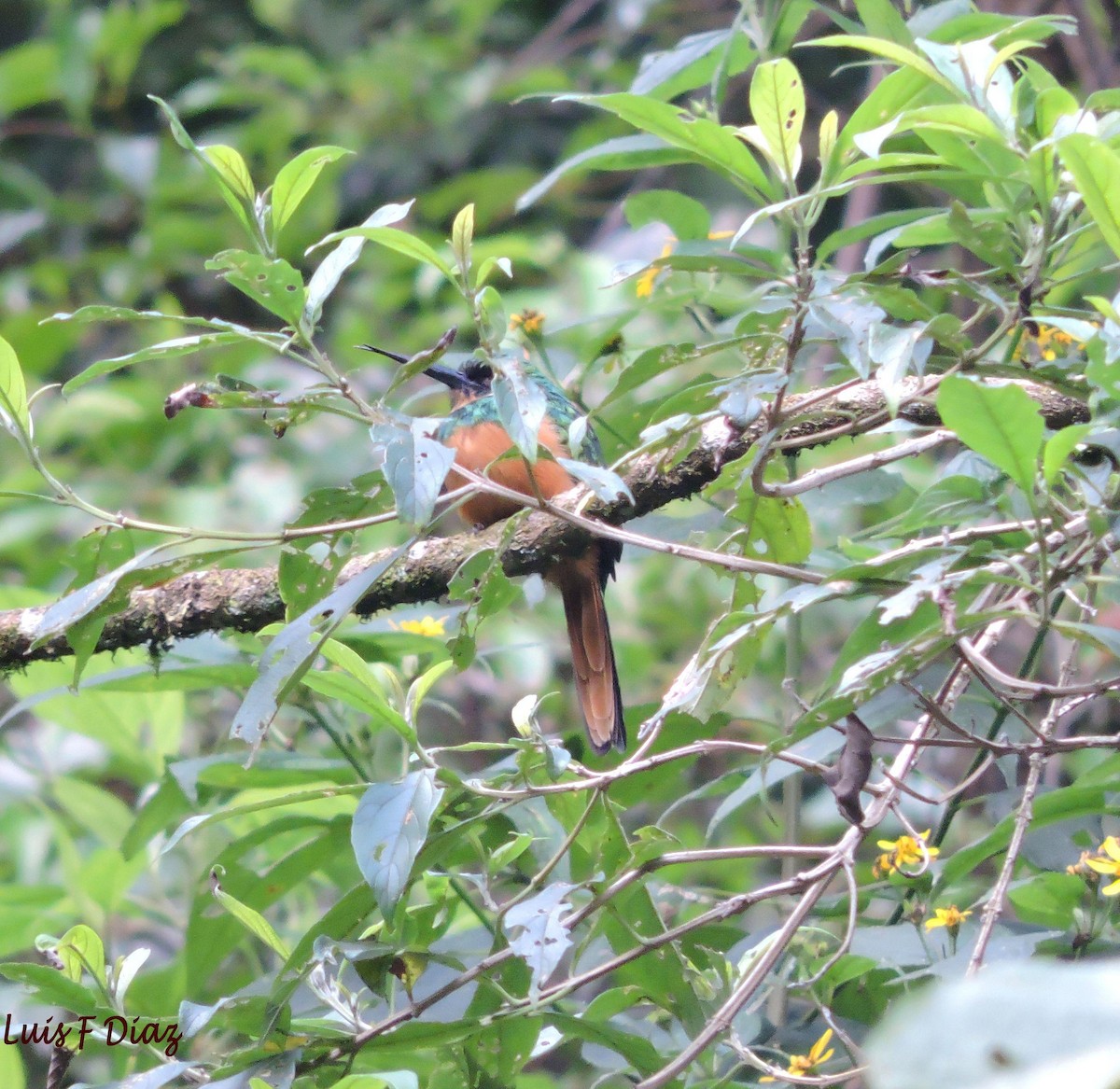 Rufous-tailed Jacamar - LUIS DIAZ