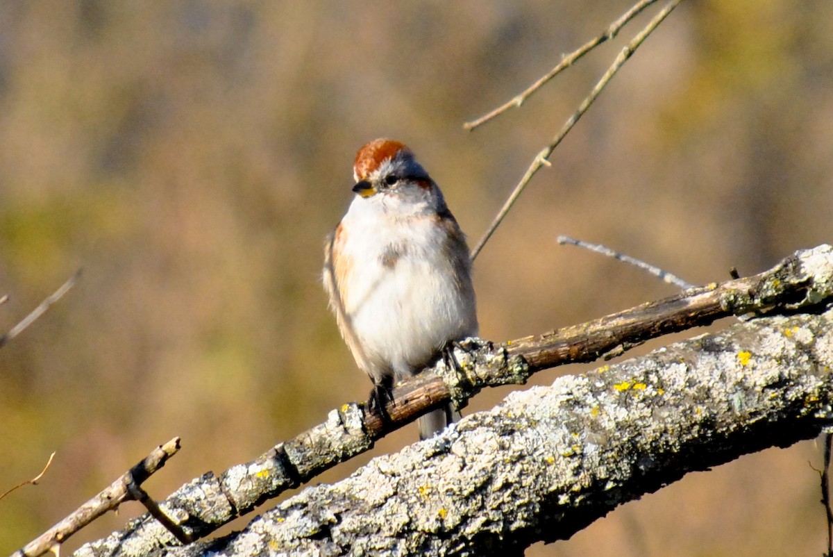 American Tree Sparrow - ML81308711