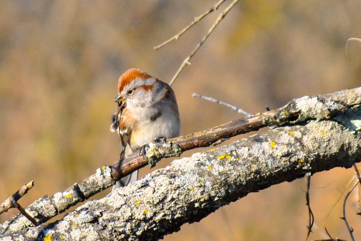 American Tree Sparrow - ML81308721