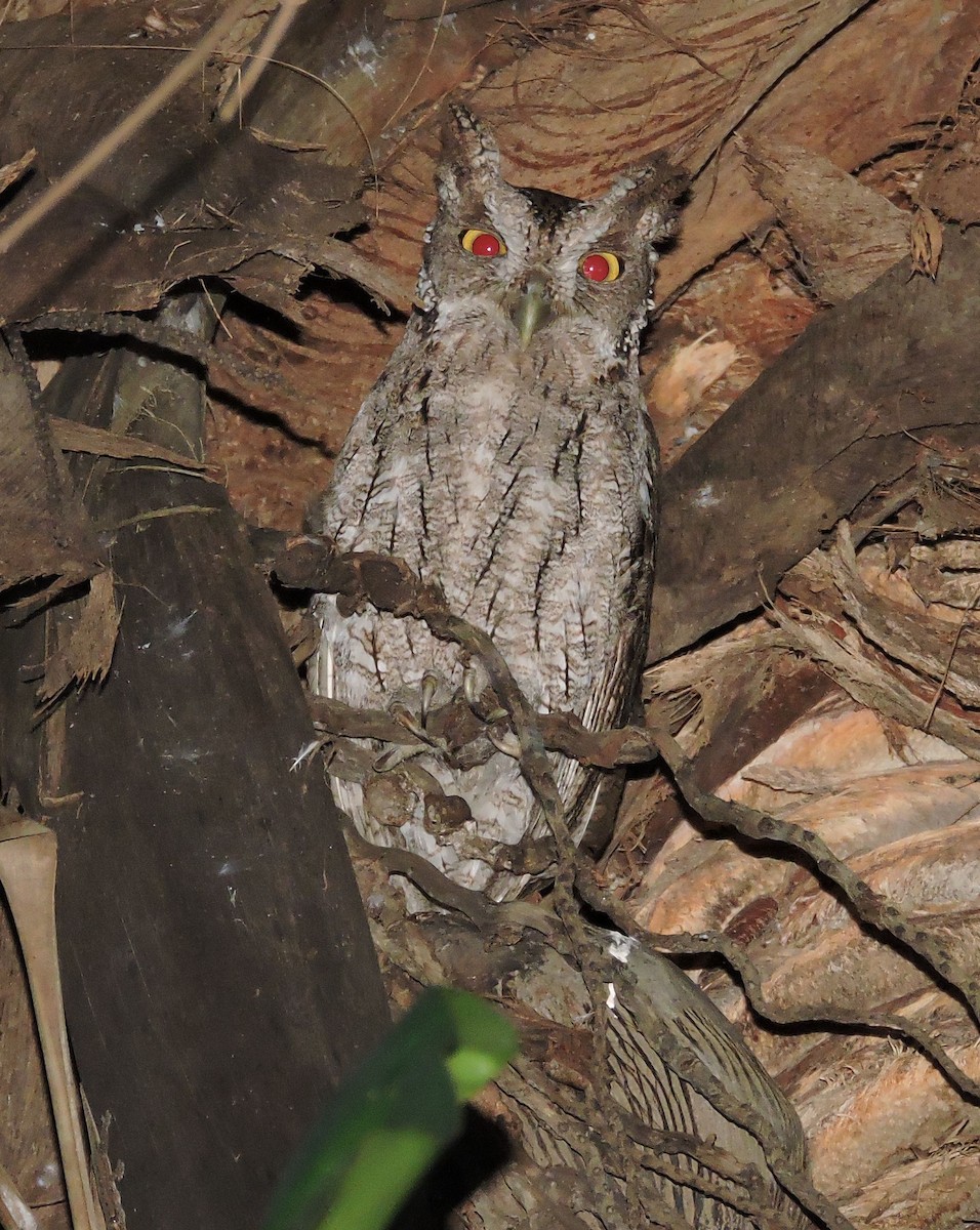 Pacific Screech-Owl - ML81310801