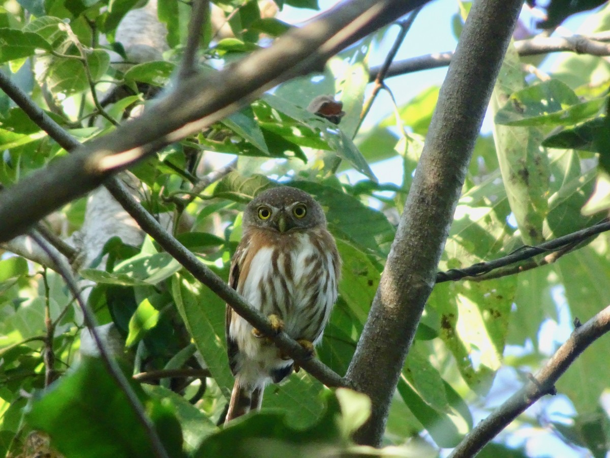 Colima Pygmy-Owl - ML81311141