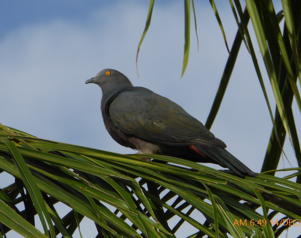 Christmas Island Imperial-Pigeon - ML81312241
