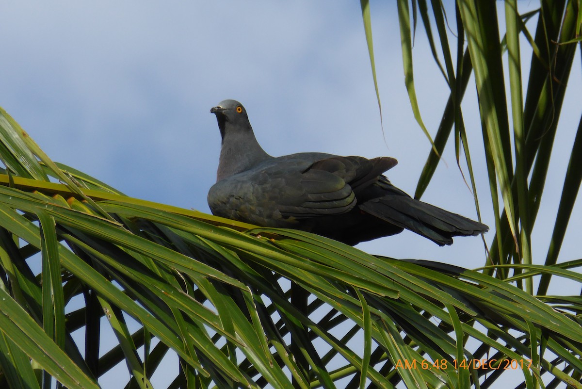 Christmas Island Imperial-Pigeon - Norton Gill