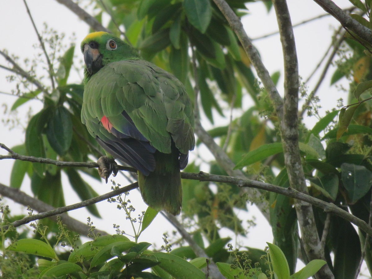 Yellow-crowned Parrot - ML81312331