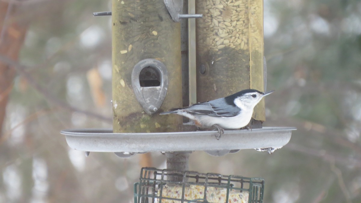 White-breasted Nuthatch - ML81312341