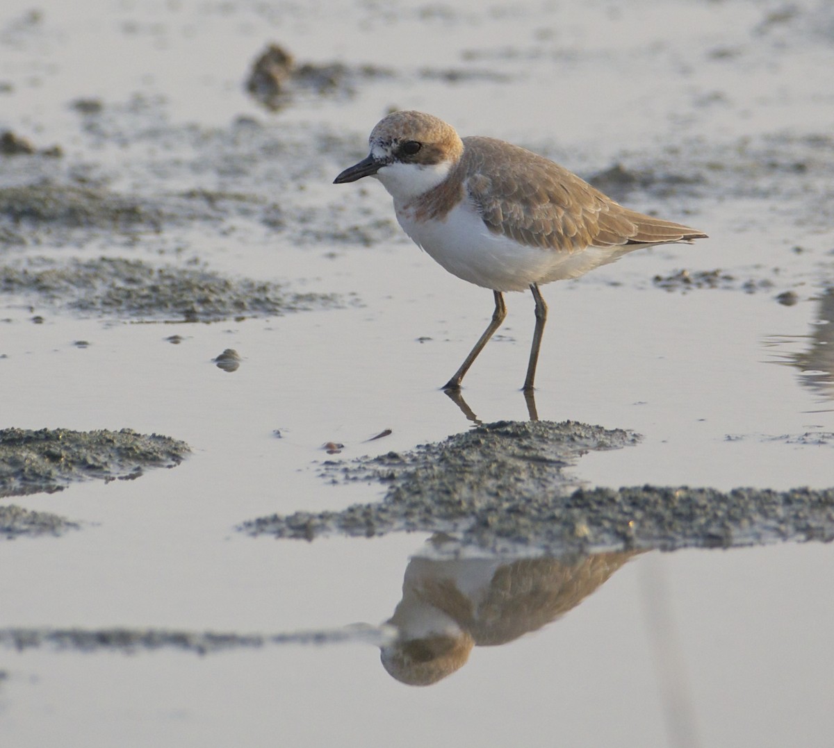 Greater Sand-Plover - Eric Barnes