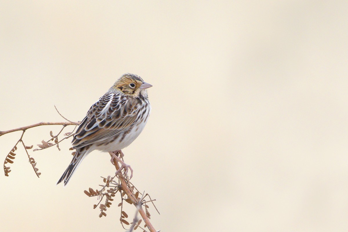Baird's Sparrow - ML81315431