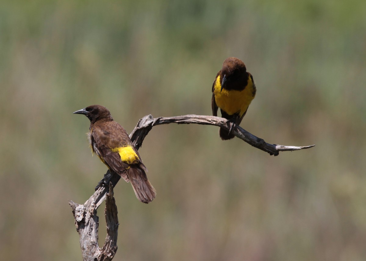 Yellow-rumped Marshbird - Alex Mesquita
