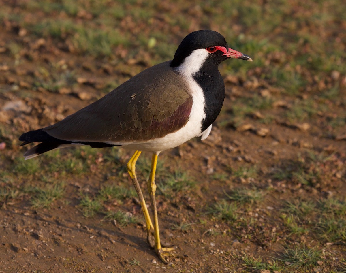 Red-wattled Lapwing - Eric Barnes