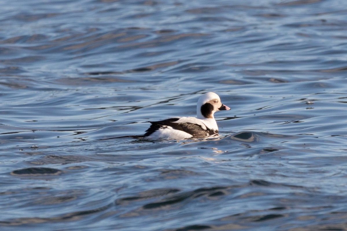 Long-tailed Duck - ML81319171
