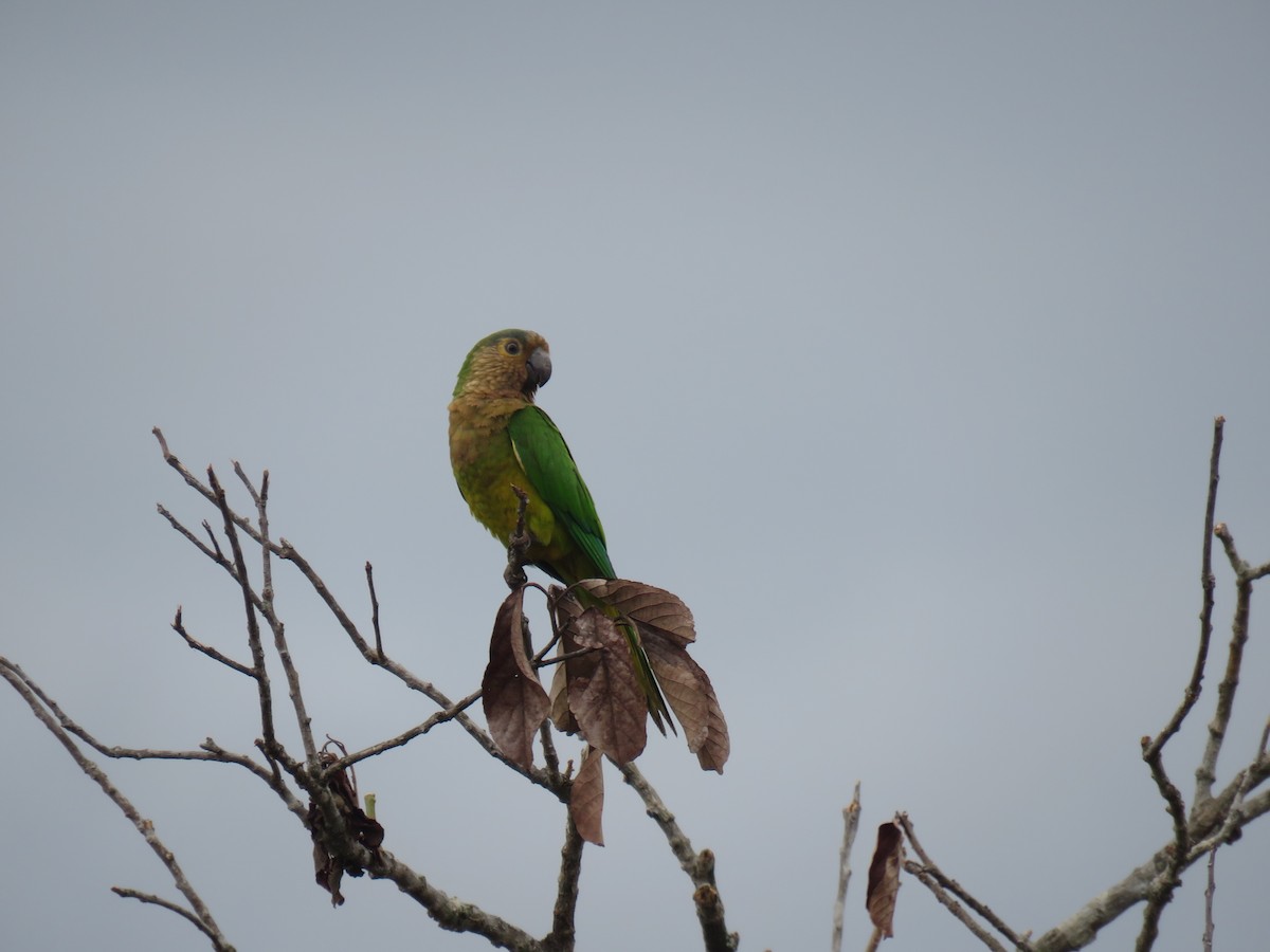 Brown-throated Parakeet - ML81321191