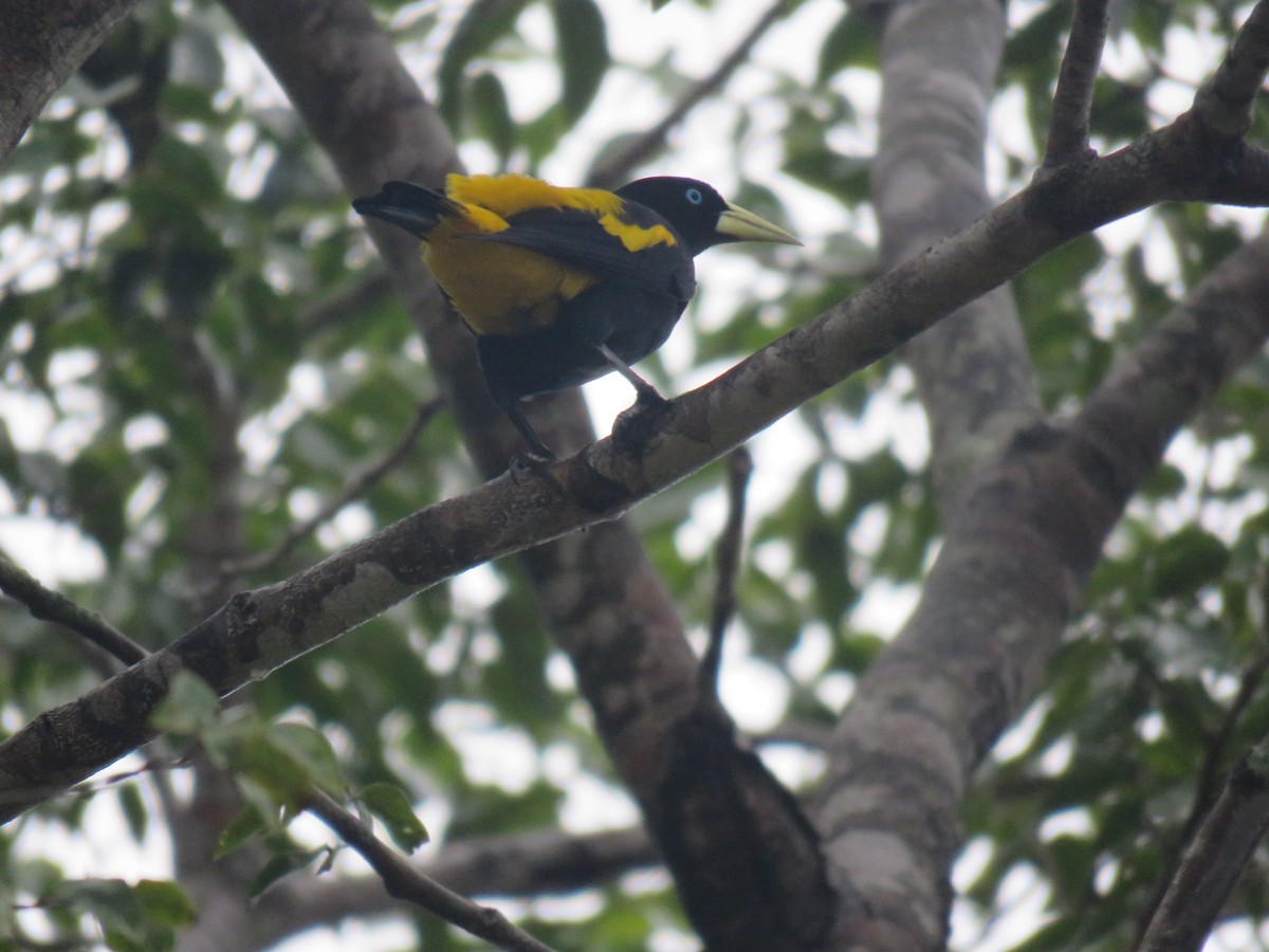 Yellow-rumped Cacique - ML81322501