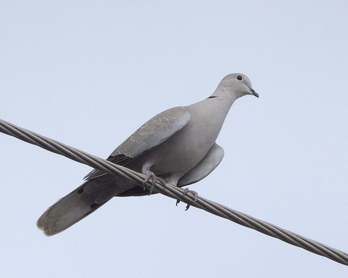 Eurasian Collared-Dove - ML81324911