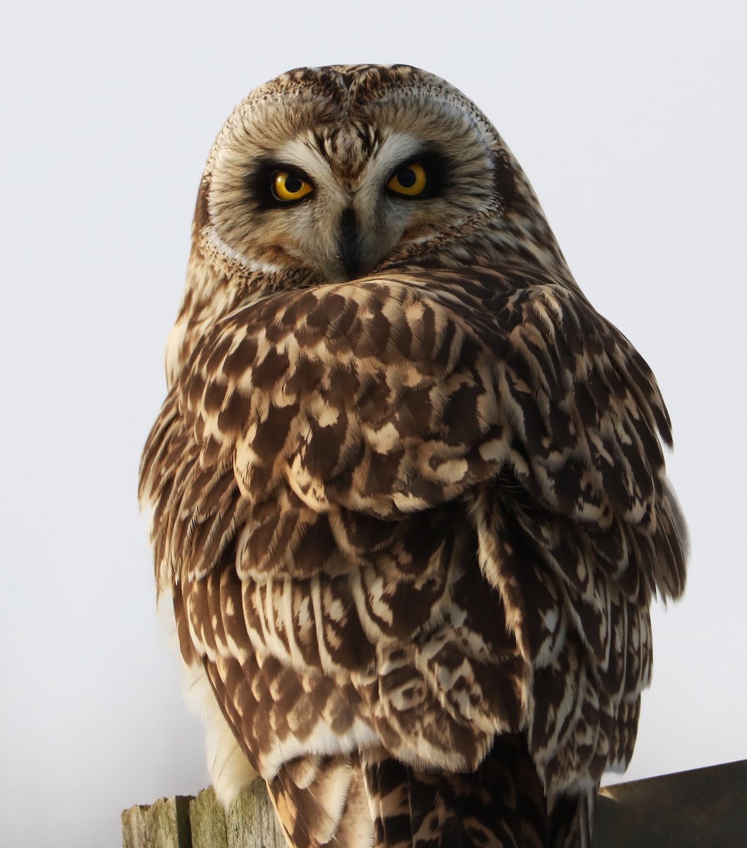 Short-eared Owl - Brenda Bull