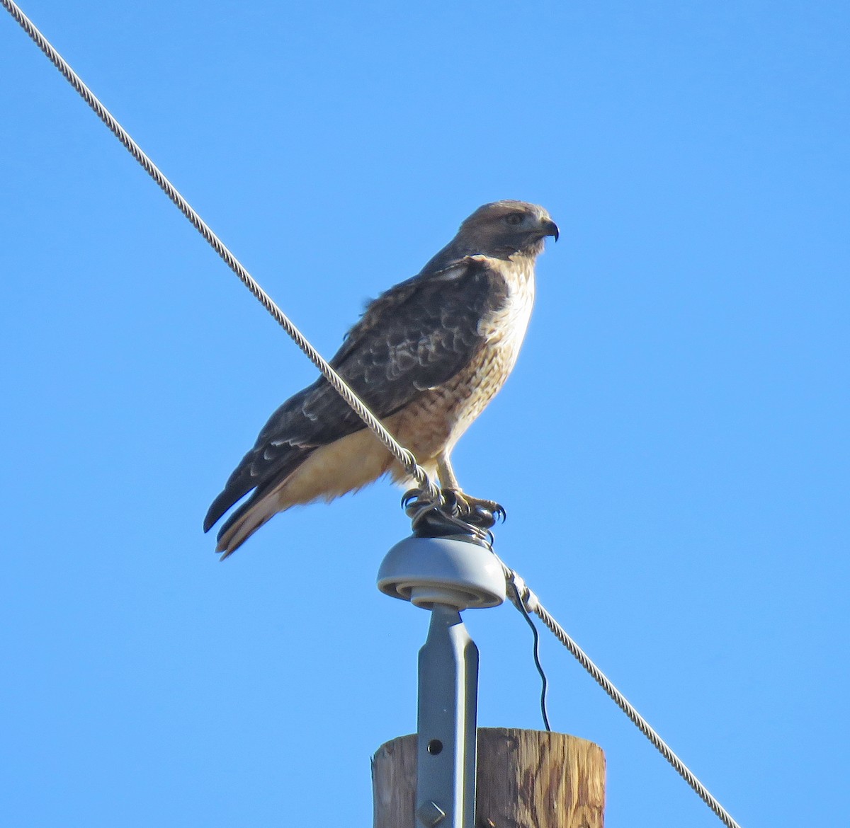 Red-tailed Hawk - ML81325981