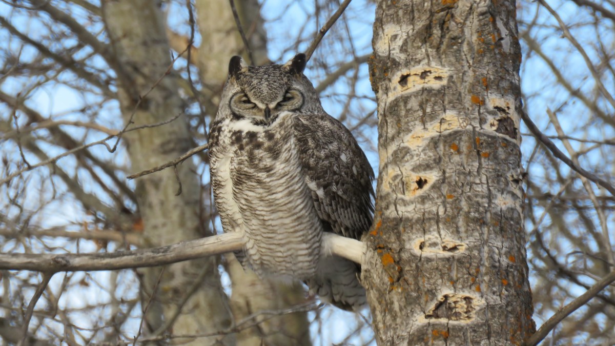 Great Horned Owl - ML81329141