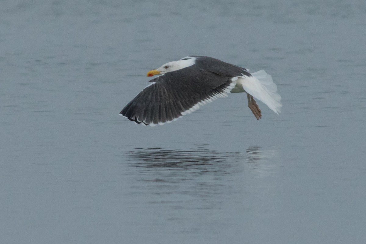 Great Black-backed Gull - Kyle Blaney