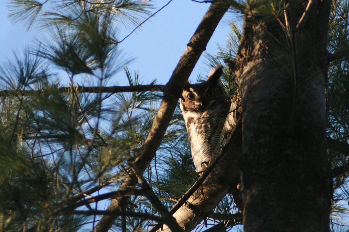 Great Horned Owl - ML81330511