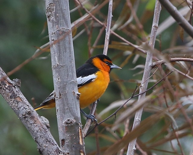 Orioles of Wisconsin (2 Species to Know)