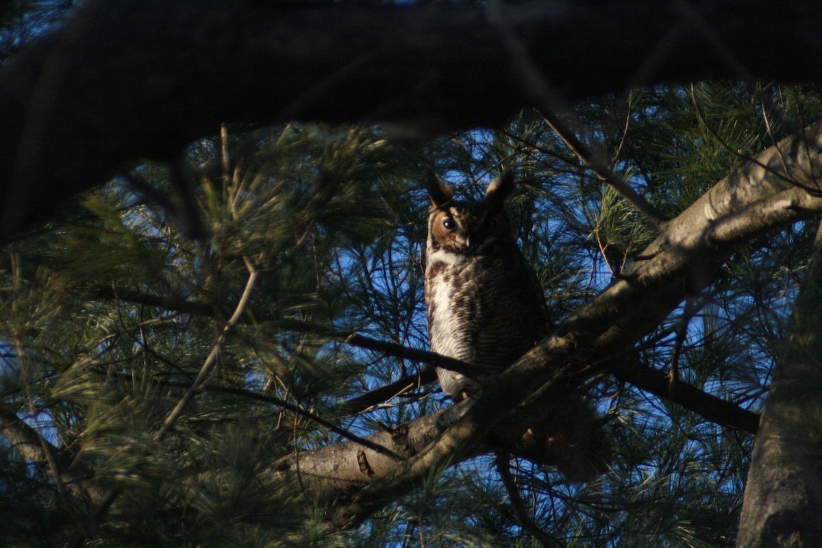 Great Horned Owl - ML81330571