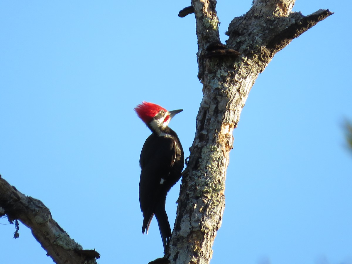 Pileated Woodpecker - Rene Wendell