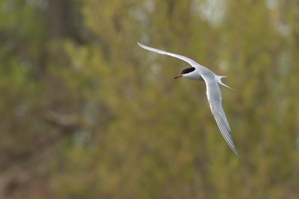 Common Tern - ML81332071
