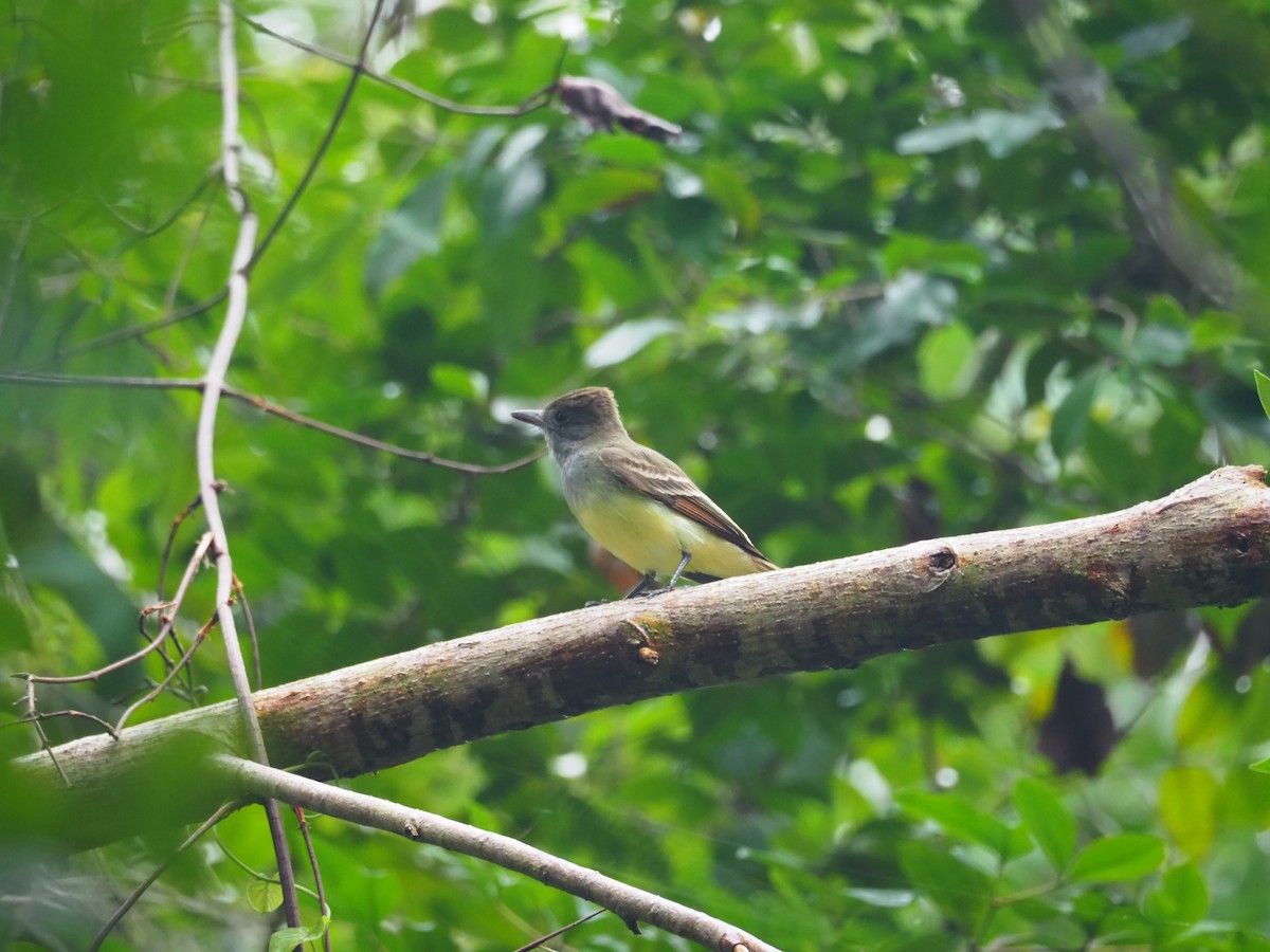 Great Crested Flycatcher - ML81333191