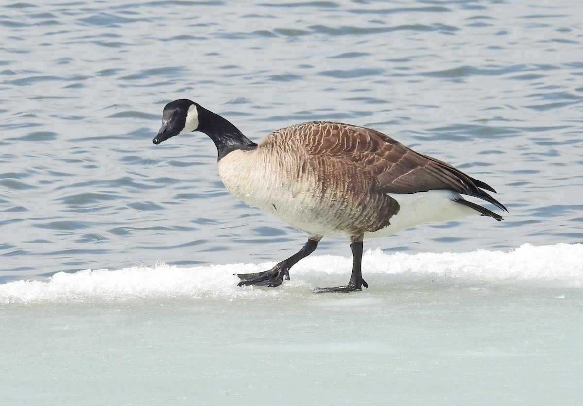Canada Goose - Jean Crépeau