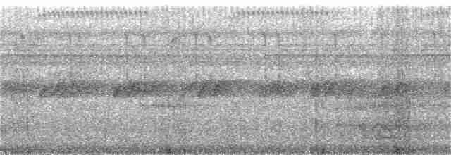 Ерміт світлочеревий - ML81338661