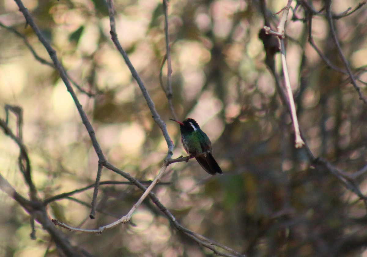 White-eared Hummingbird - ML81339201