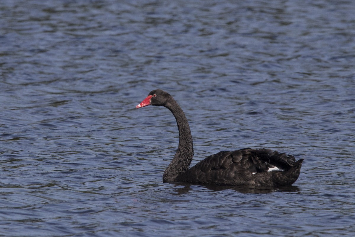 Black Swan - Oscar Thomas
