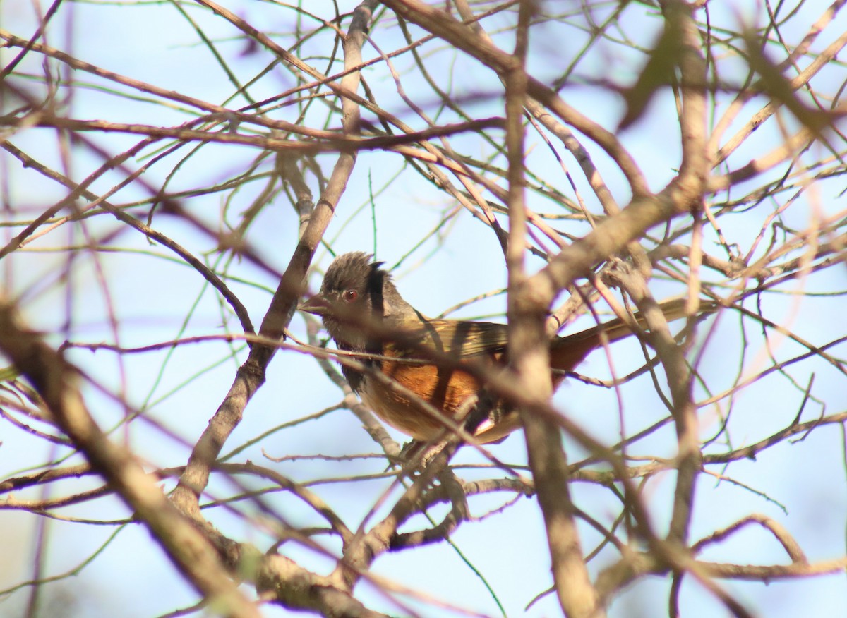 Spotted Towhee (Olive-backed) - ML81339621