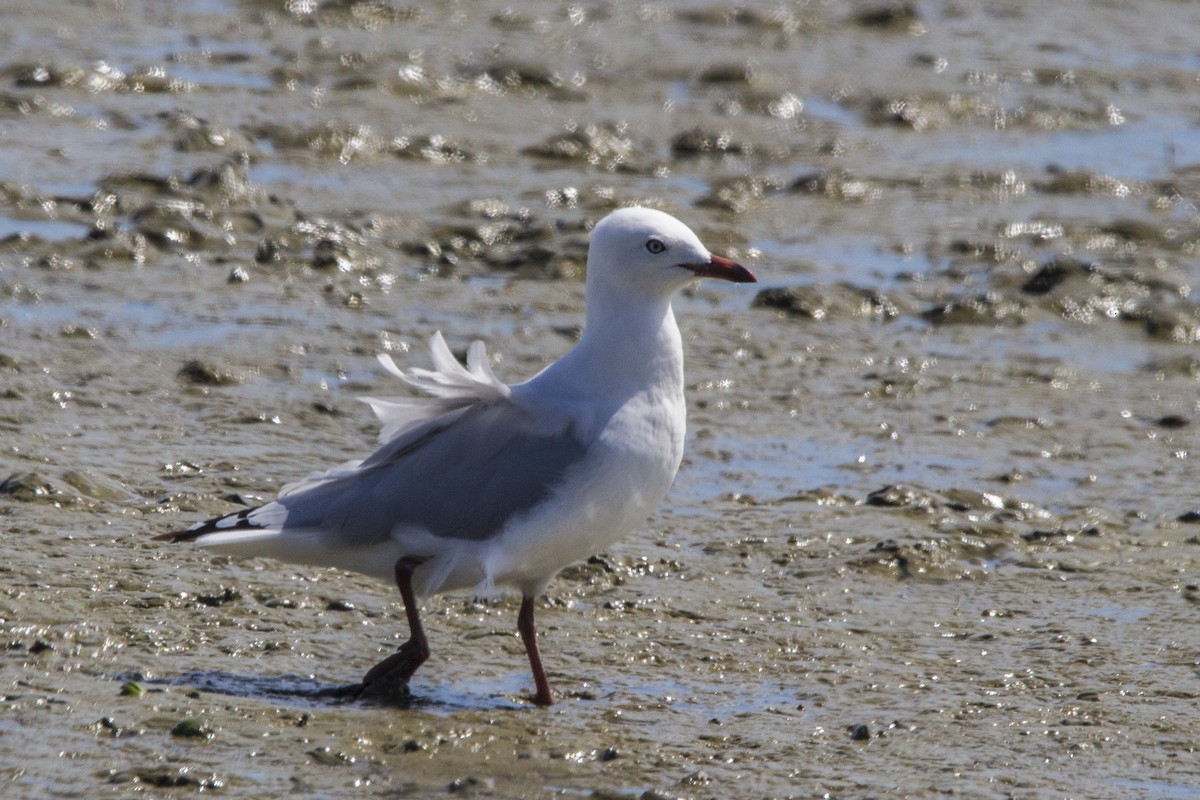 Silver Gull (Red-billed) - ML81339781