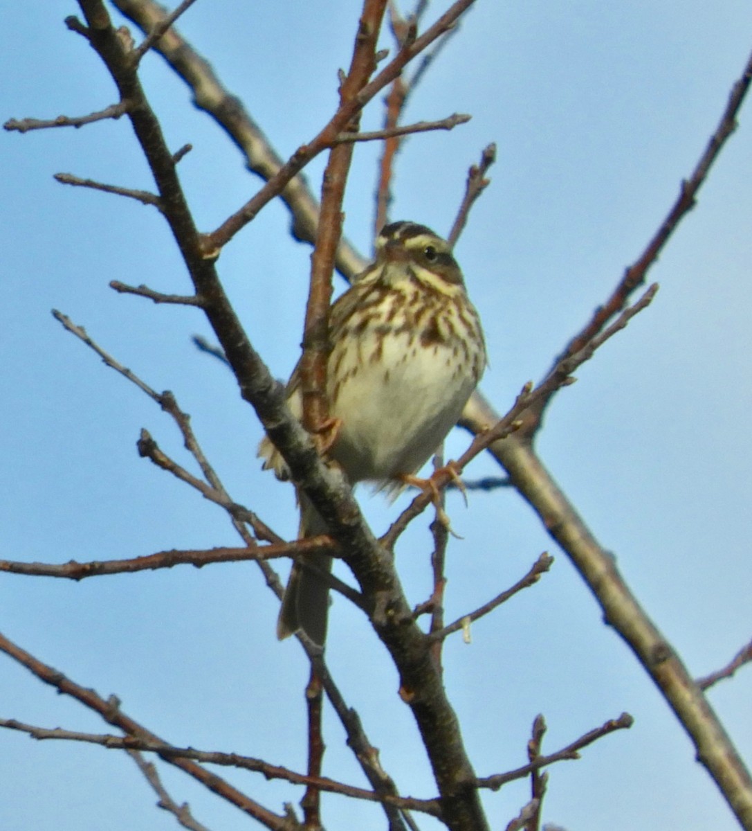 Savannah Sparrow - alice horst