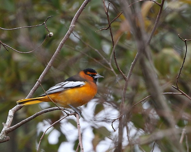 Orioles of Wisconsin (2 Species to Know)