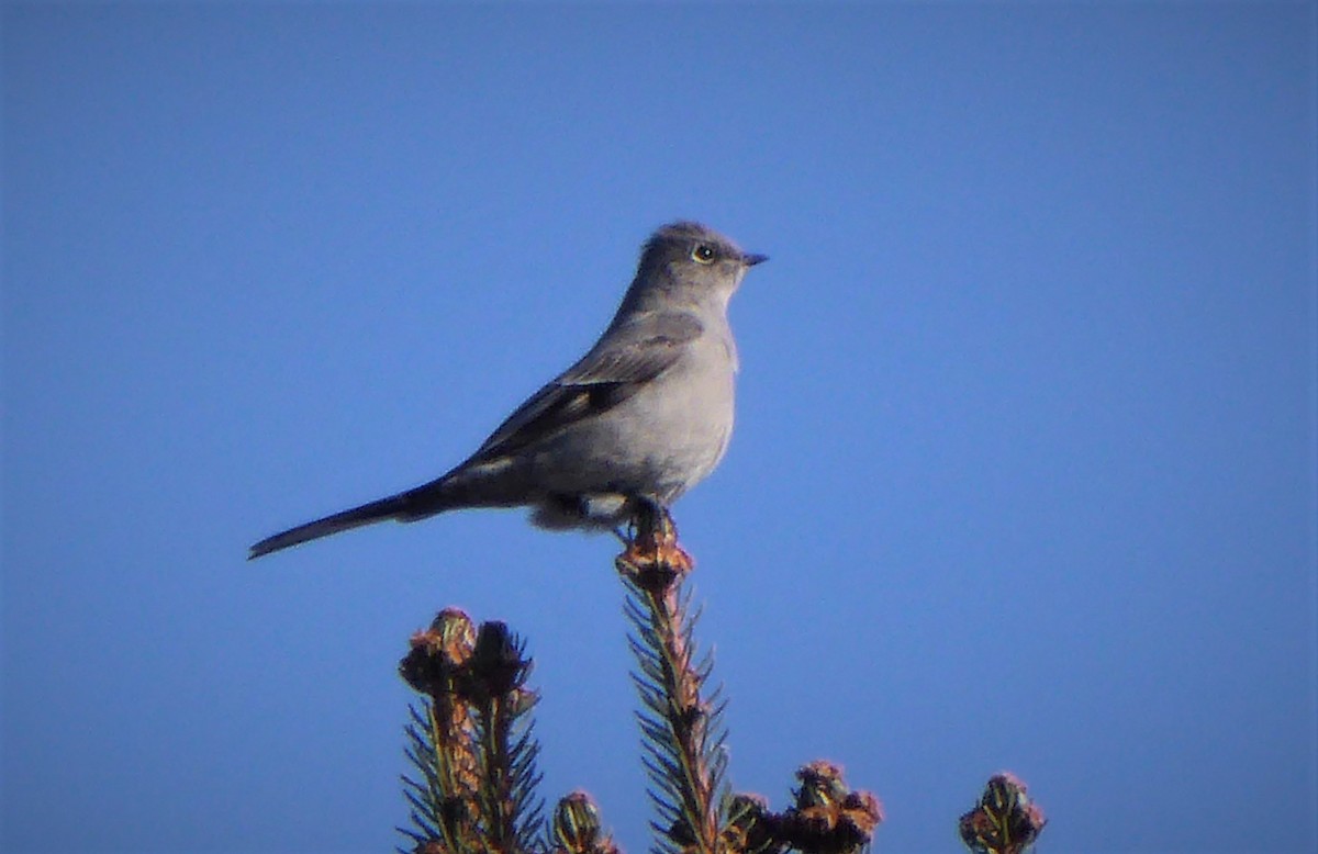 Townsend's Solitaire - ML81343731