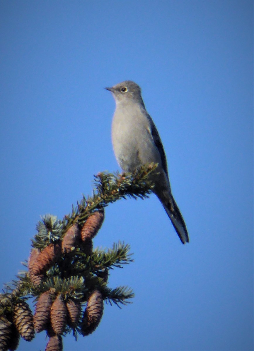 Townsend's Solitaire - ML81343741