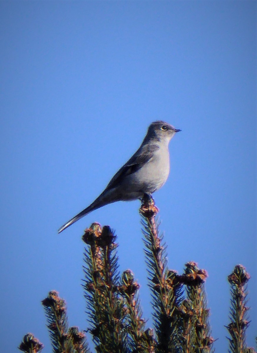 Townsend's Solitaire - K K