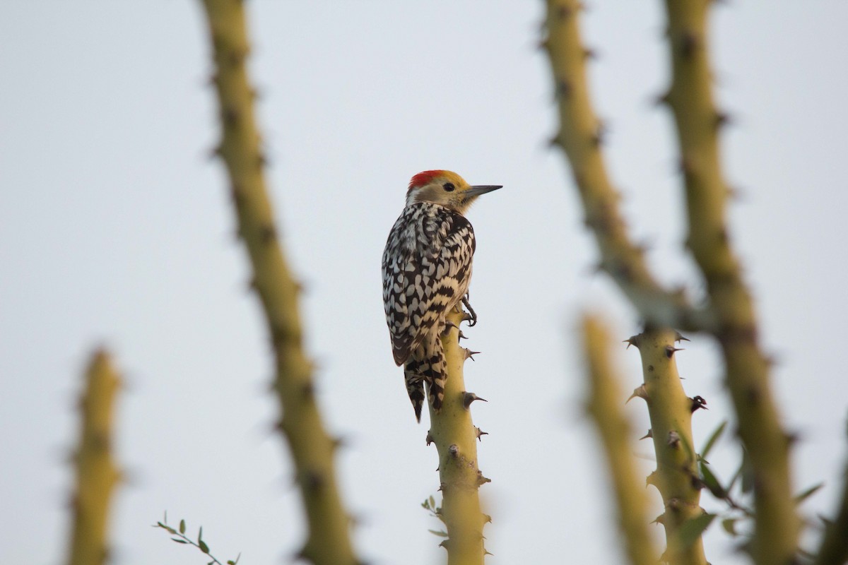 Yellow-crowned Woodpecker - Abhijeet  Avate