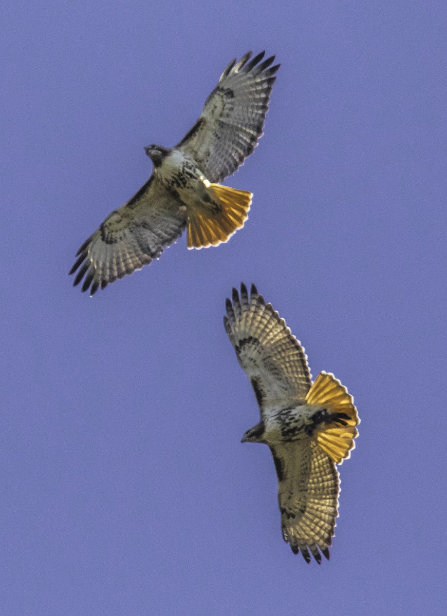 Red-tailed Hawk - Patsy Russo