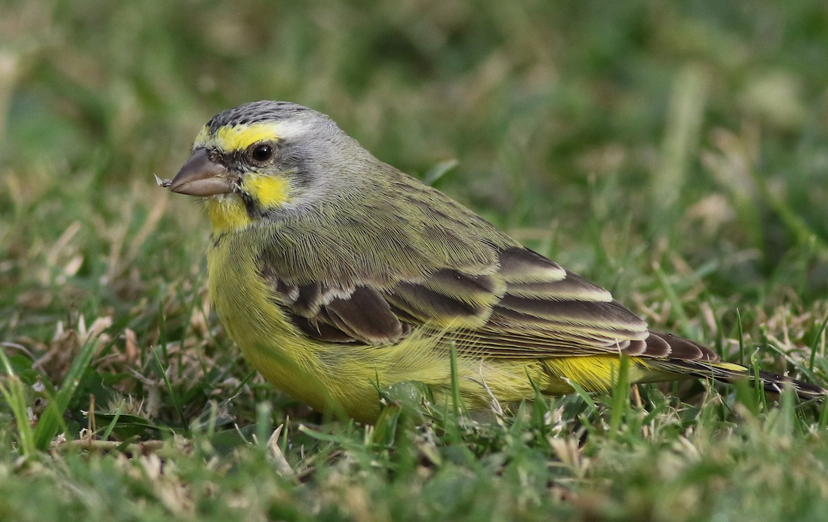 Yellow-fronted Canary - ML81353611