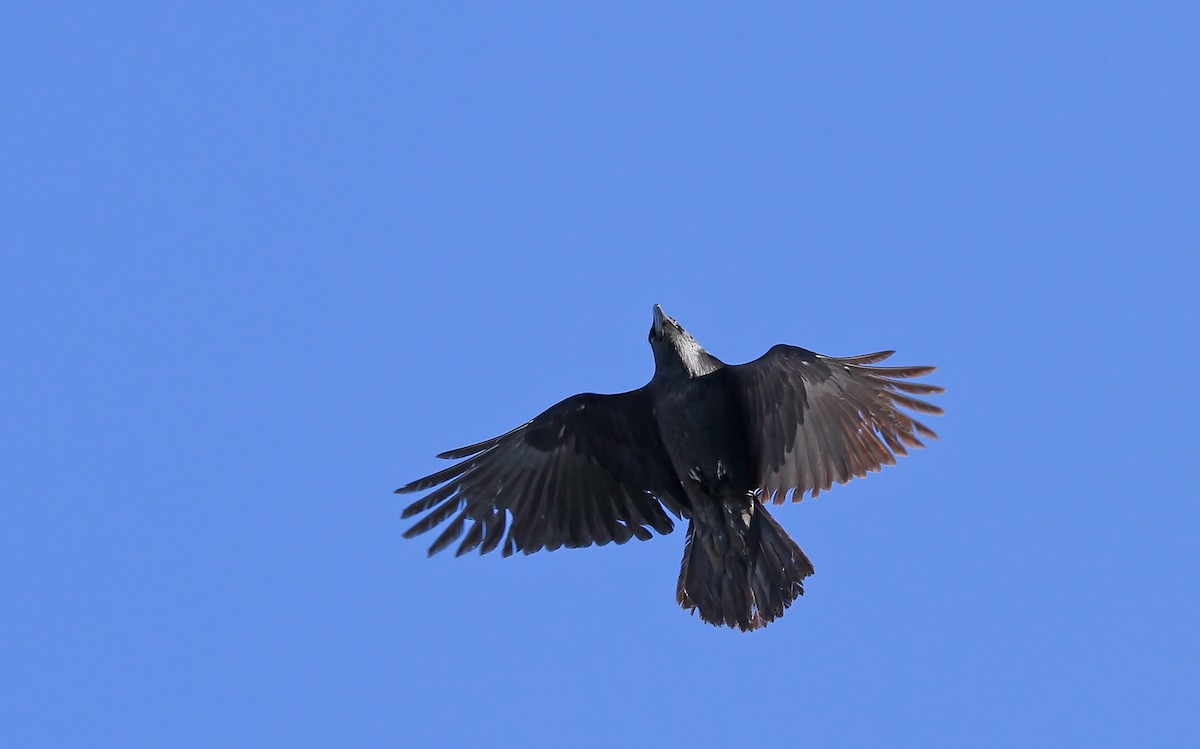 Common Raven - Bob Cunningham