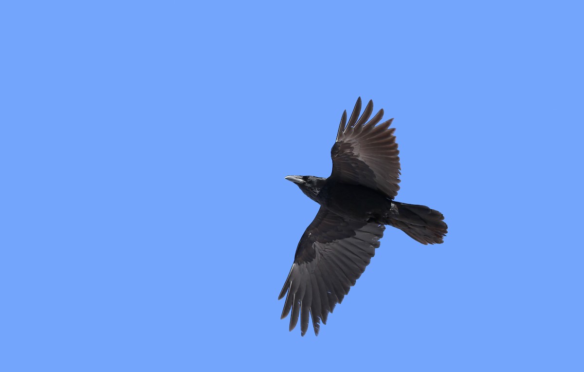 Common Raven - ML81353661