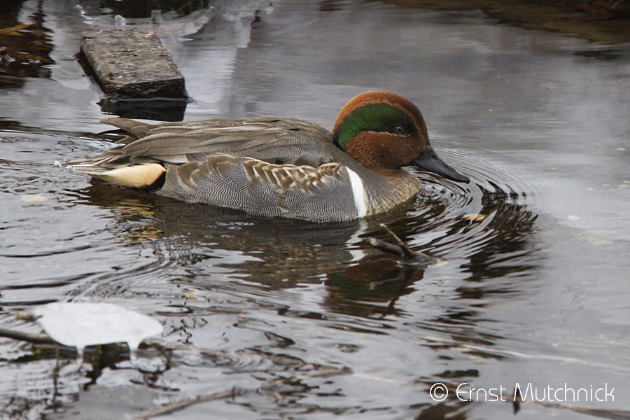 Green-winged Teal - ML81358031