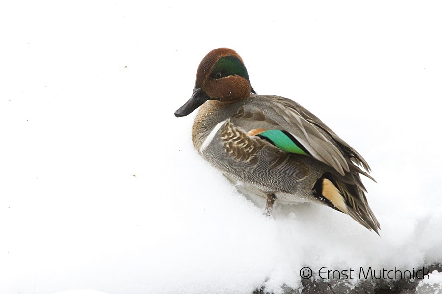 Green-winged Teal - ML81358131